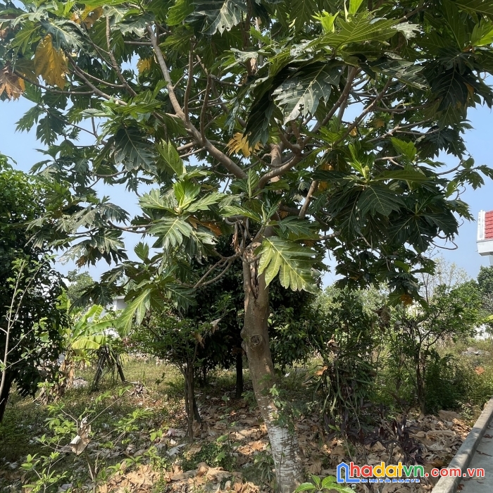 Bán nhà biệt thự vườn thị trấn diên khánh 1200m2