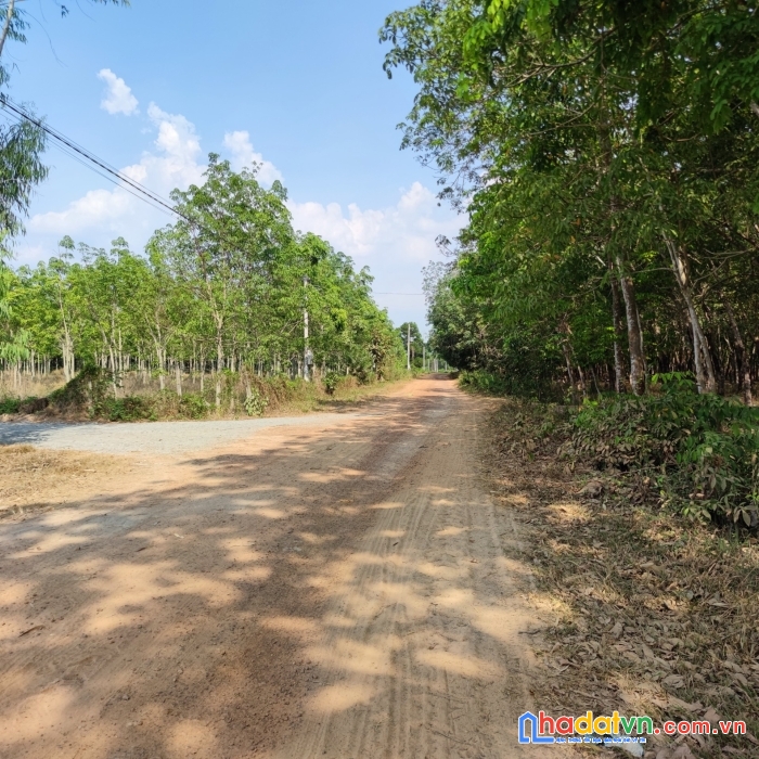 Đặt quyền đất vàng sổ riêng - giá cực ưu đãi chỉ 3xx triệu/sào cho khách mua đầu tiên trong tuần