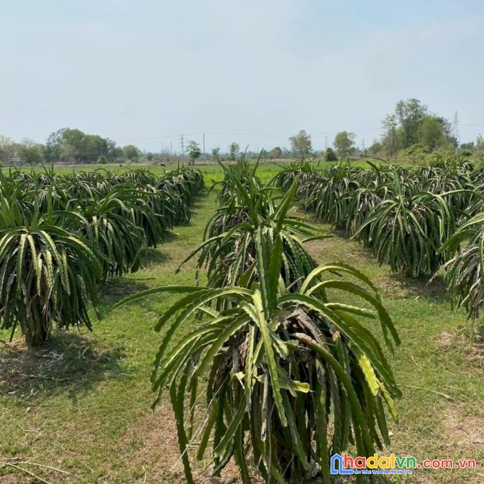 Chính chủ cần bán lô đất đang trồng cây ăn quả vị trí đẹp ngay hàm chính - hàm thuận bắc - bình