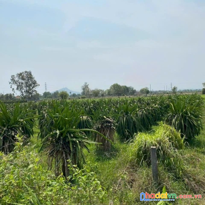 Chính chủ cần bán lô đất đang trồng cây ăn quả vị trí đẹp ngay hàm chính - hàm thuận bắc - bình