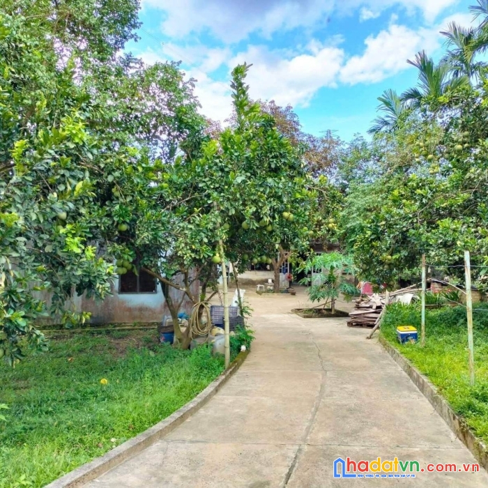 Diện tích: 100 hecta hoà vang đà nẵng giá 130 tỷ tl