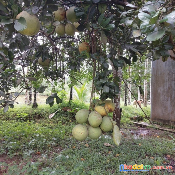 Diện tích: 100 hecta hoà vang đà nẵng giá 130 tỷ tl