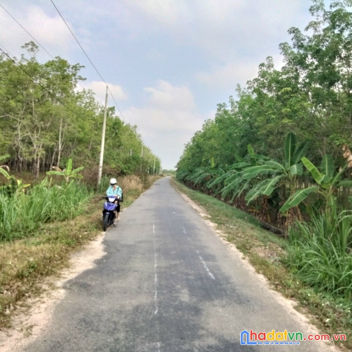 1000m2 đất vàng giá chỉ 3xx triệu - sổ hồng riêng