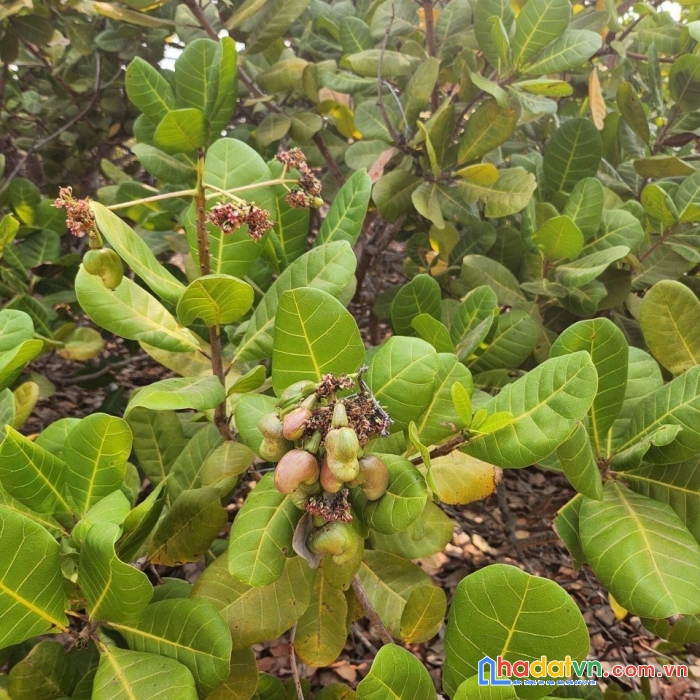 Chính chủ cần bán lô đất phan rí thành- huyện bắc bình- tỉnh bình thuận