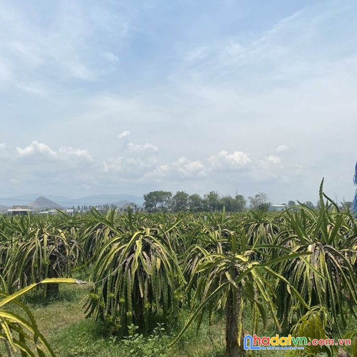 Đầu tư - sinh lời - lô đất phú lộc - hàm cường - hàm thuận nam - bình thuận