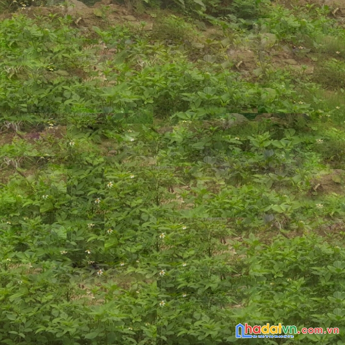 Chỉ hơn tỷ đất đại phúc 60m² gần ubnd phường.
