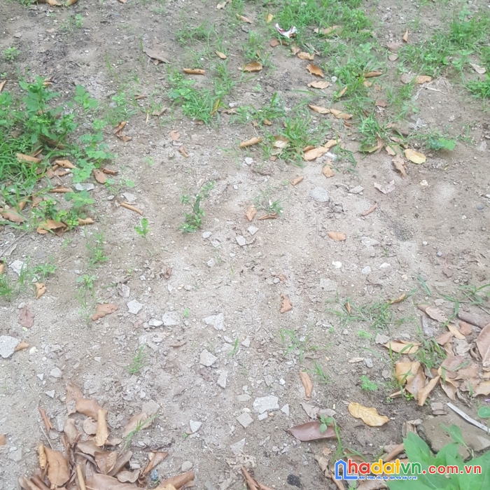 Đất vàng võ cường 99m², ô tô vào nhỉnh 2 tỷ
