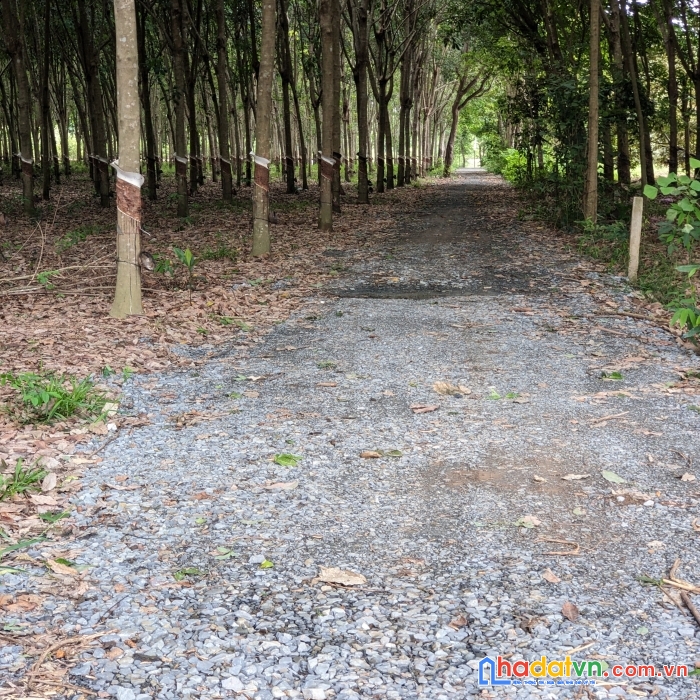 Xem là ưng ngay 3330m2 đất vườn - sổ hồng riêng giá rẻ bèo ở tây ninh