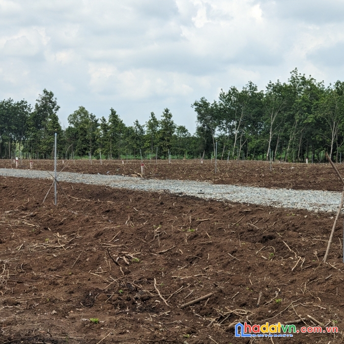 Xem là ưng ngay 3330m2 đất vườn - sổ hồng riêng giá rẻ bèo ở tây ninh