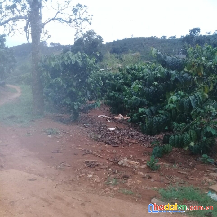 ( gấp quá rồi ) chỉ 2.1 tỷ sở hữu lô đất nghỉ dưỡng ven đà lạt 2123m2