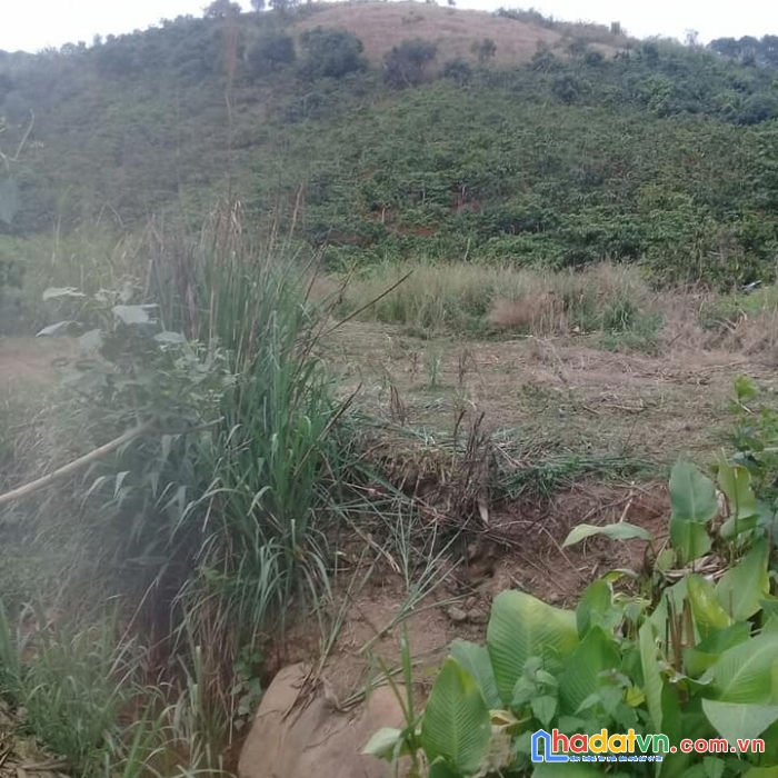 ( gấp quá rồi ) chỉ 2.1 tỷ sở hữu lô đất nghỉ dưỡng ven đà lạt 2123m2