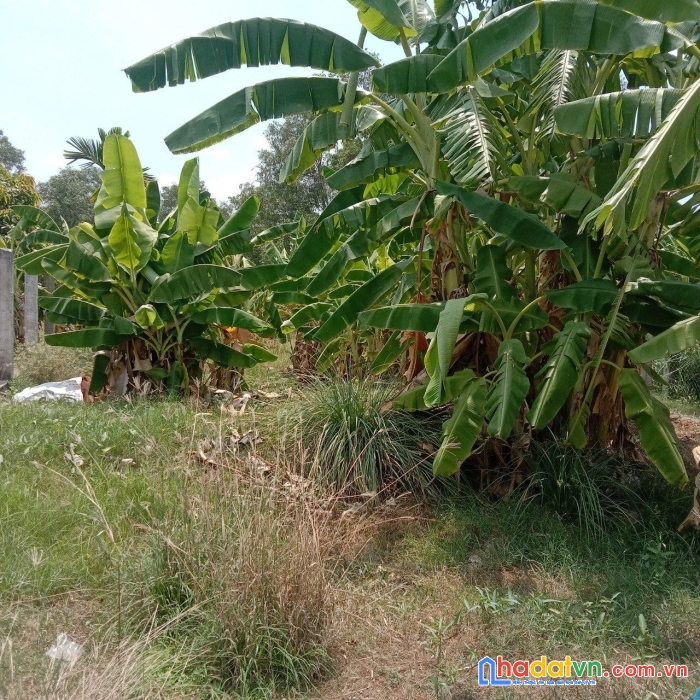 Chính chủ bán  lô đất đẹp vị trí đắc địa tại huyện bình chánh