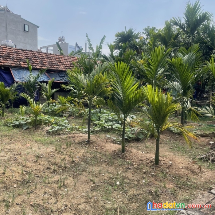 Bán lô đất thổ cư tại khu 8 thôn hoàng kim, xã hoàng kim, mê linh, hà nội.