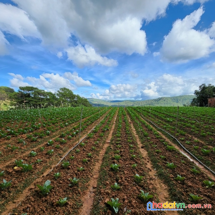 ( đất rộng view đẹp đây ) cần bán gấp lô đất view đẹp đường mimoza, đà lạt 21.000m2 giá 3.2triệu/m2