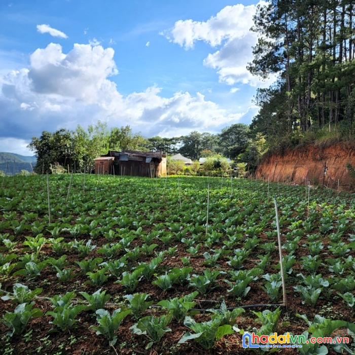 ( đất rộng view đẹp đây ) cần bán gấp lô đất view đẹp đường mimoza, đà lạt 21.000m2 giá 3.2triệu/m2