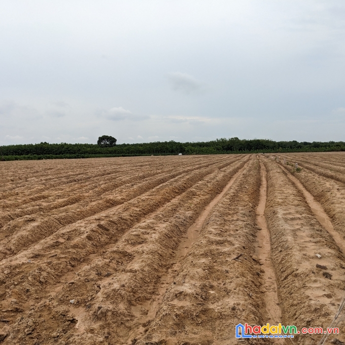 Đầu tư đất vườn sổ riêng tây ninh - chào đón sự giàu có và thịnh vượng chỉ với 378 nghìn / m2