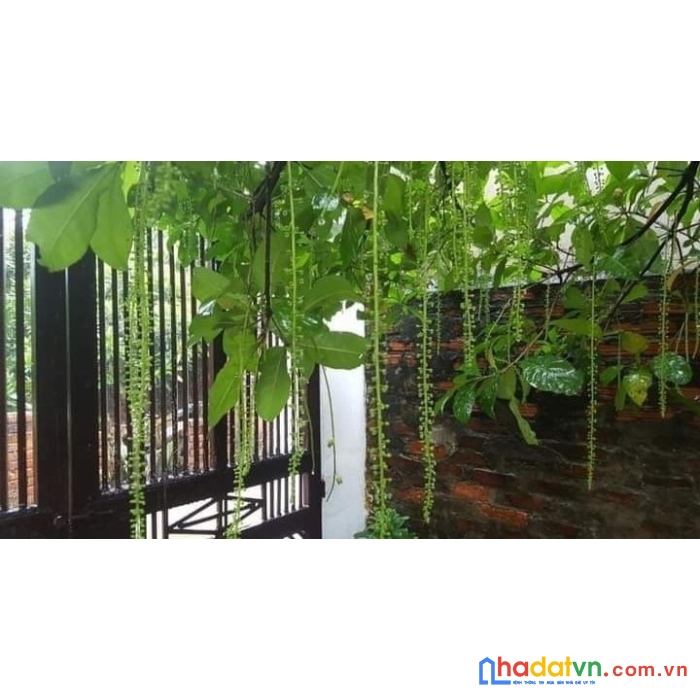 Bán nhà khê nữ diện tích 370 m2 nguyễn khê đông anh chỉ 13,2 tỷ