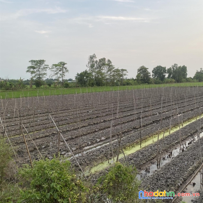 Sở hữu ngay 4961m2 đất ruộng đường lộ nhựa tại xã vĩnh chánh