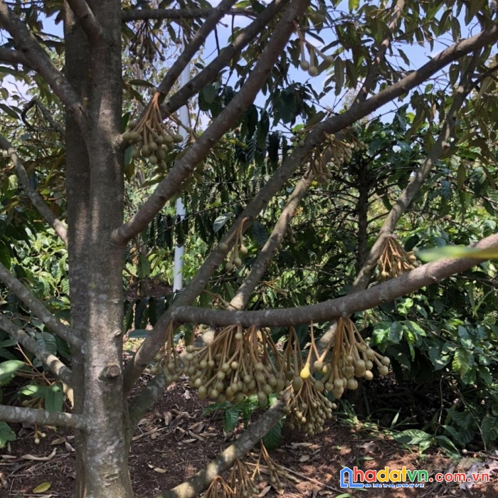 Mở bán 18 lô đất mặt tiền tỉnh lộ 697c quy hoạch mở rộng 27m tại krông búk