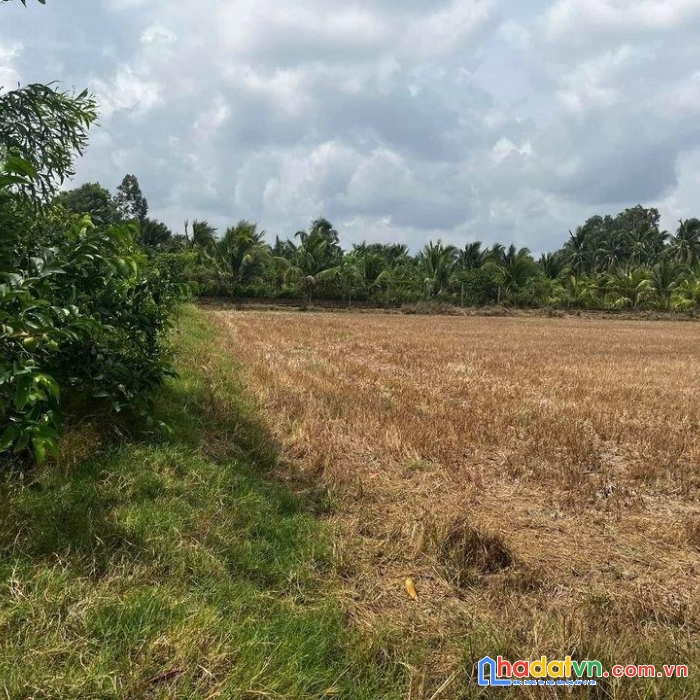 Chính chủ bán đất lúa tại phường 5, tp trà vinh