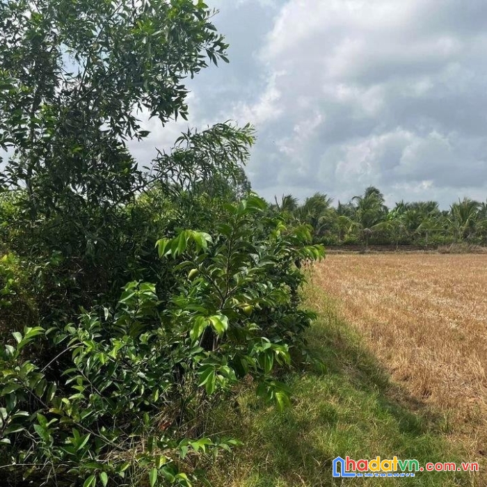 Chính chủ bán đất lúa tại phường 5, tp trà vinh