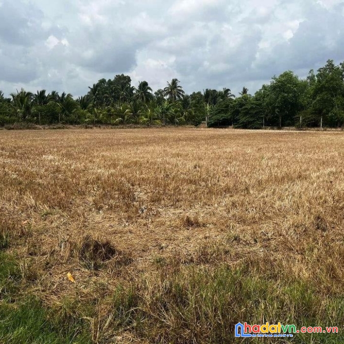 Chính chủ bán đất lúa tại phường 5, tp trà vinh