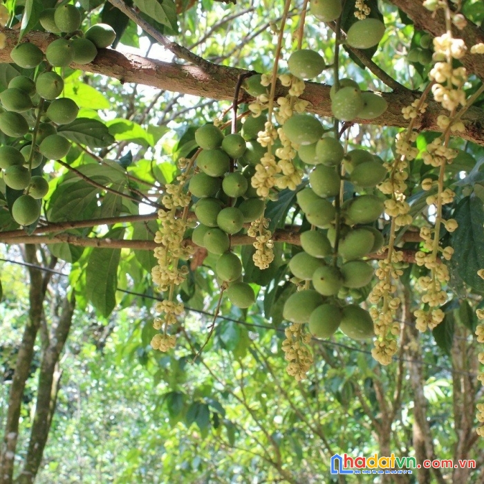 Đầu tư đất vườn sổ hồng riêng tây ninh - chào đón sự giàu có và thịnh vượng chỉ với 384 nghìn / m2