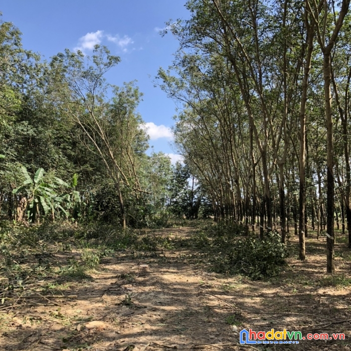 Đầu tư đất vườn sổ hồng riêng tây ninh - chào đón sự giàu có và thịnh vượng chỉ với 384 nghìn / m2