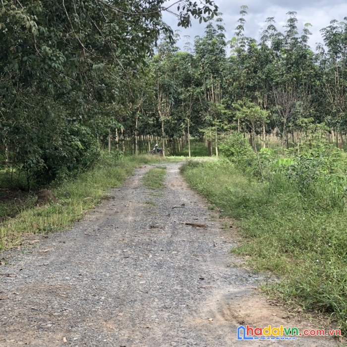 Đầu tư đất vườn sổ hồng riêng tây ninh - chào đón sự giàu có và thịnh vượng chỉ với 384 nghìn / m2