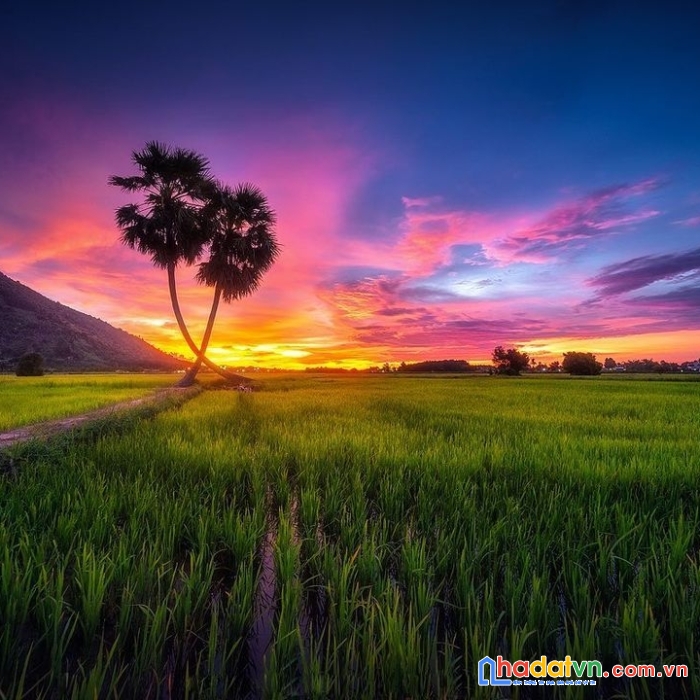 Sinh lời ổn định với đất vườn chỉ 393 triệu/sào - sổ riêng tây ninh