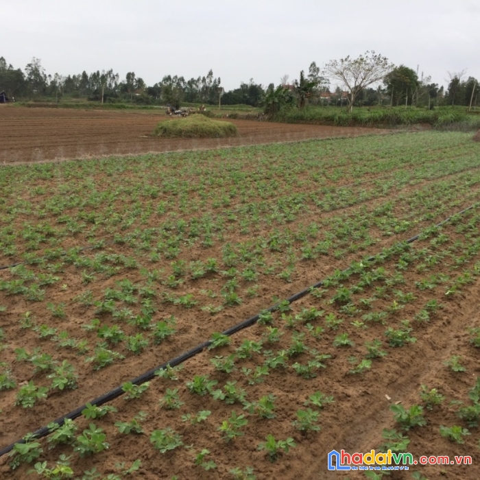 Sinh lời ổn định với đất vườn chỉ 393 triệu/sào - sổ riêng tây ninh