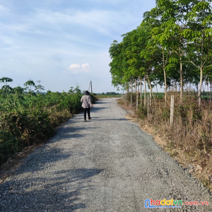 Sinh lời ổn định với đất vườn chỉ 393 triệu/sào - sổ riêng tây ninh