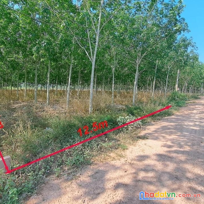 Bán gấp 3 lô đất mặt tiền vị trí đẹp tại ấp tân thanh, xã tân phú, huyện tân châu - tây ninh