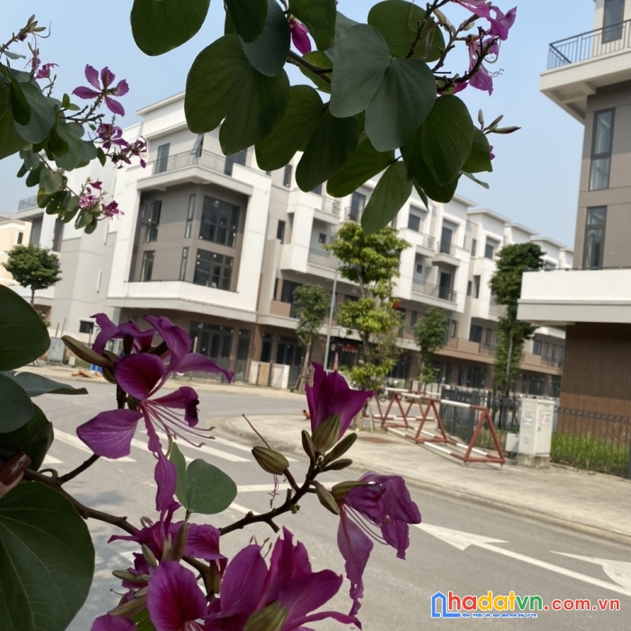 Được ví như viên kim cương nằm trong lòng thành phố từ sơn.