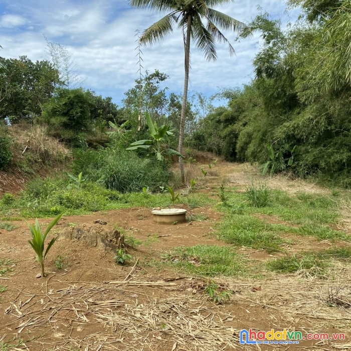 Cần bán đất rẫy điều đất đỏ 1.5ha điện nước, sổ hồng đầy đủ. chính chủ đứng bán