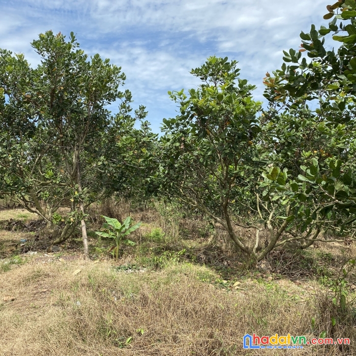 Cần bán đất rẫy điều đất đỏ 1.5ha điện nước, sổ hồng đầy đủ. chính chủ đứng bán