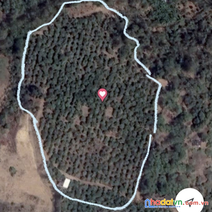 Cần bán đất rẫy điều đất đỏ 1.5ha điện nước, sổ hồng đầy đủ. chính chủ đứng bán