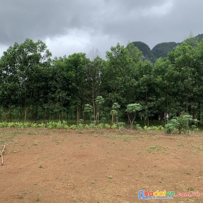 Chính chủ bán nhanh lô đất  mặt tiền xã trung hóa, huyện minh hóa, tỉnh quảng bình