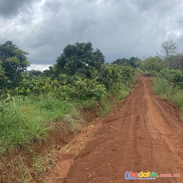 Đất rẫy đăk nông giá rẻ