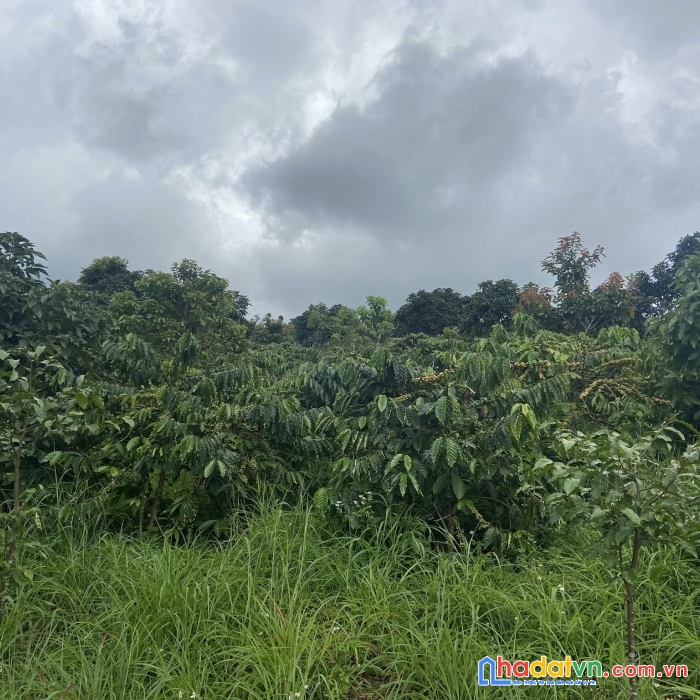 Đất rẫy đăk nông giá rẻ