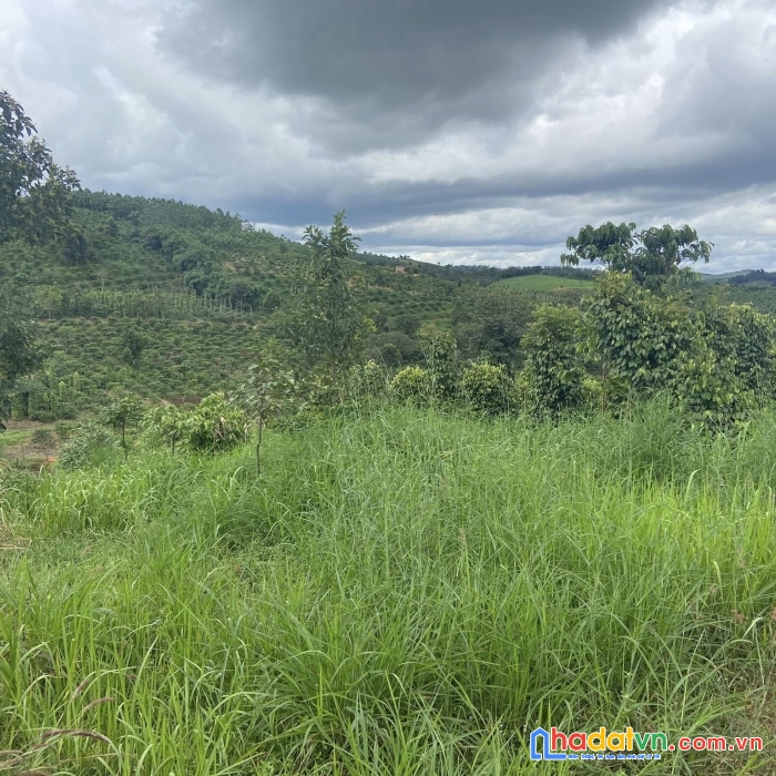 Đất rẫy đăk nông giá rẻ