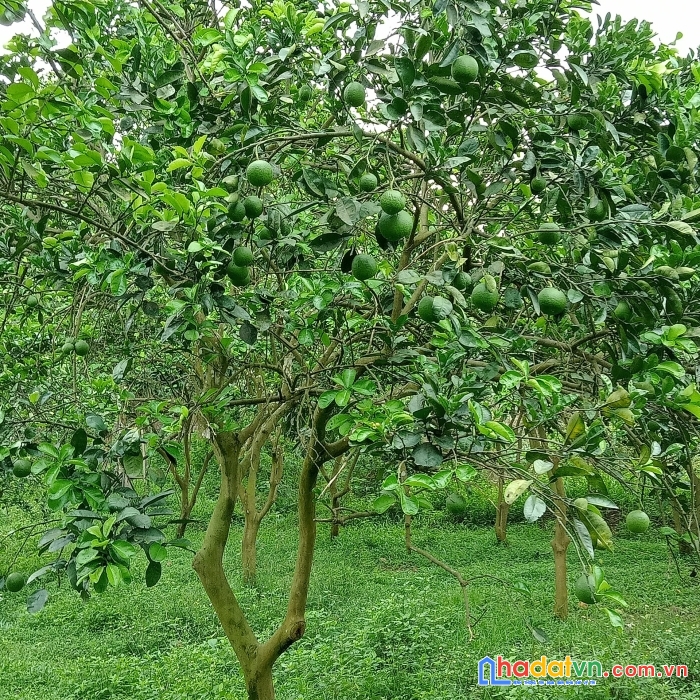Chính chủ cần bán nhanh đất trang trại 150m, mặt đường 52m khu đô thị đại học