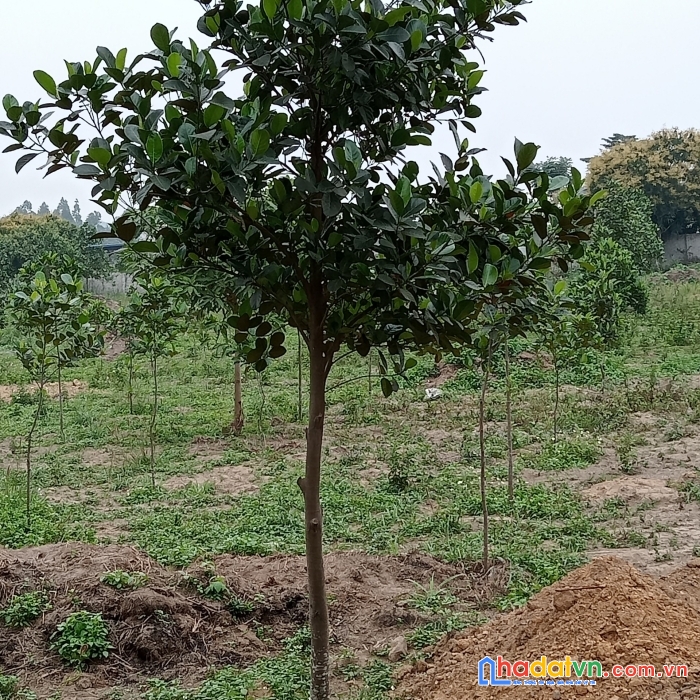 Chính chủ cần bán nhanh đất trang trại 150m, mặt đường 52m khu đô thị đại học