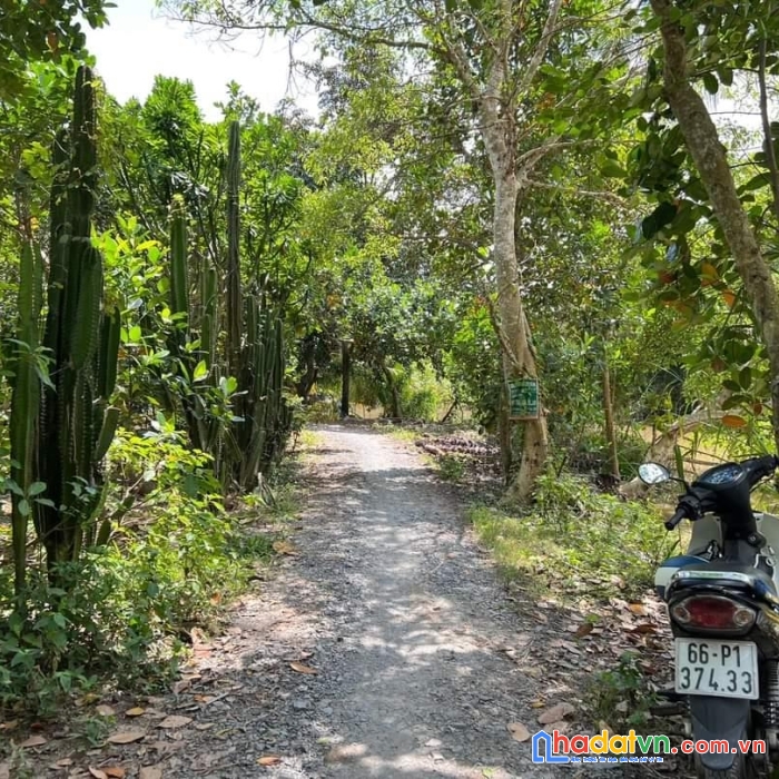 Chính chủ bán 3 nền thổ cư mặt tiền bờ sông mỹ thọ, huyện cao lãnh