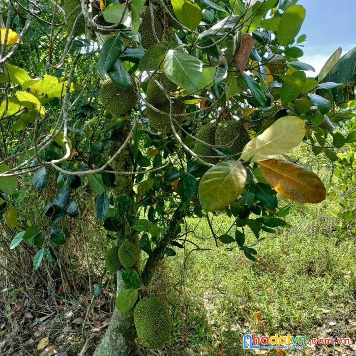 Chính chủ bán 3 nền thổ cư mặt tiền bờ sông mỹ thọ, huyện cao lãnh