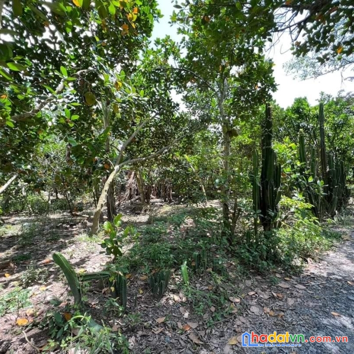 Chính chủ bán 3 nền thổ cư mặt tiền bờ sông mỹ thọ, huyện cao lãnh