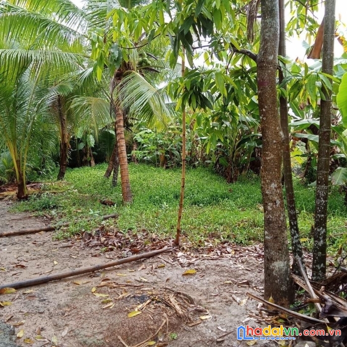 Chính chủ bán gấp đất vị trí đẹp tại xã tường lộc, huyện tam bình, vĩnh long
