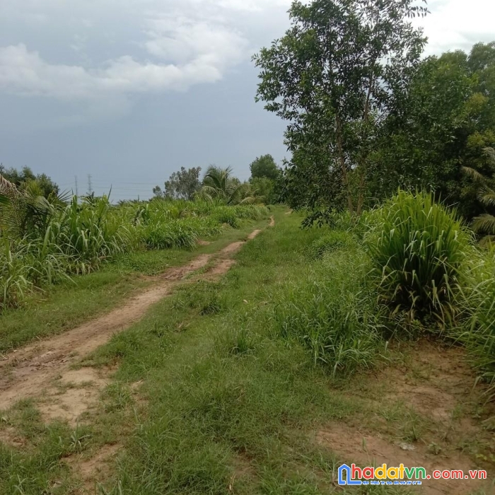 Sở hữu ngay lô đất vị trí đẹp tại châu thành , trà vinh - giá cực rẻ