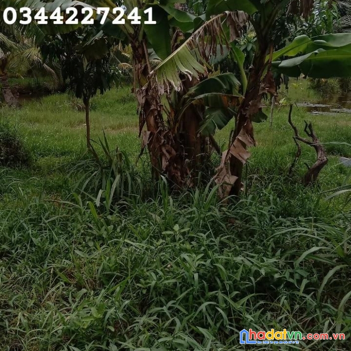 Sở hữu ngay lô đất vị trí đẹp tại châu thành , trà vinh - giá cực rẻ