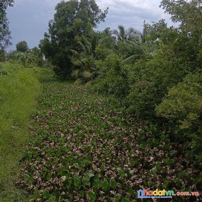 Sở hữu ngay lô đất vị trí đẹp tại châu thành , trà vinh - giá cực rẻ